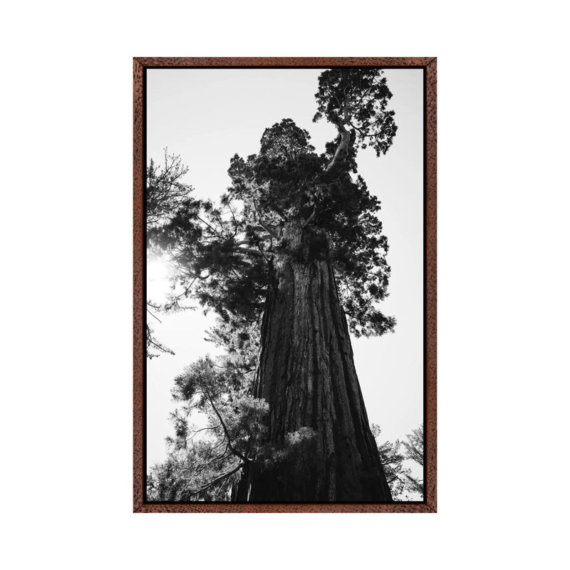 Sequoia National Park IX by Bethany Young - Print on Canvas, 101.6 cm H x 66.04 cm W, Classic Brown Wood Framed