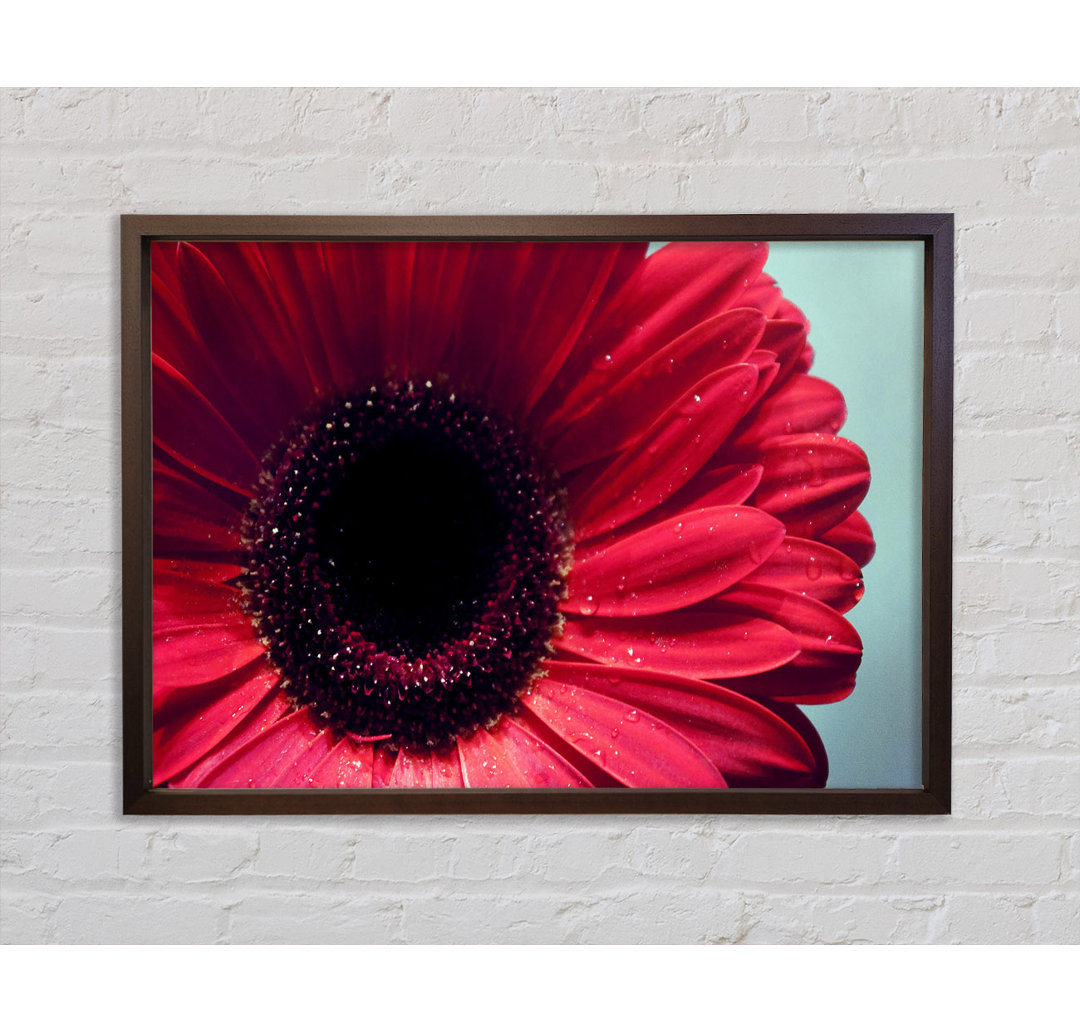 Gerbera Flower Deep - Einzelner Bilderrahmen Kunstdrucke auf Leinwand