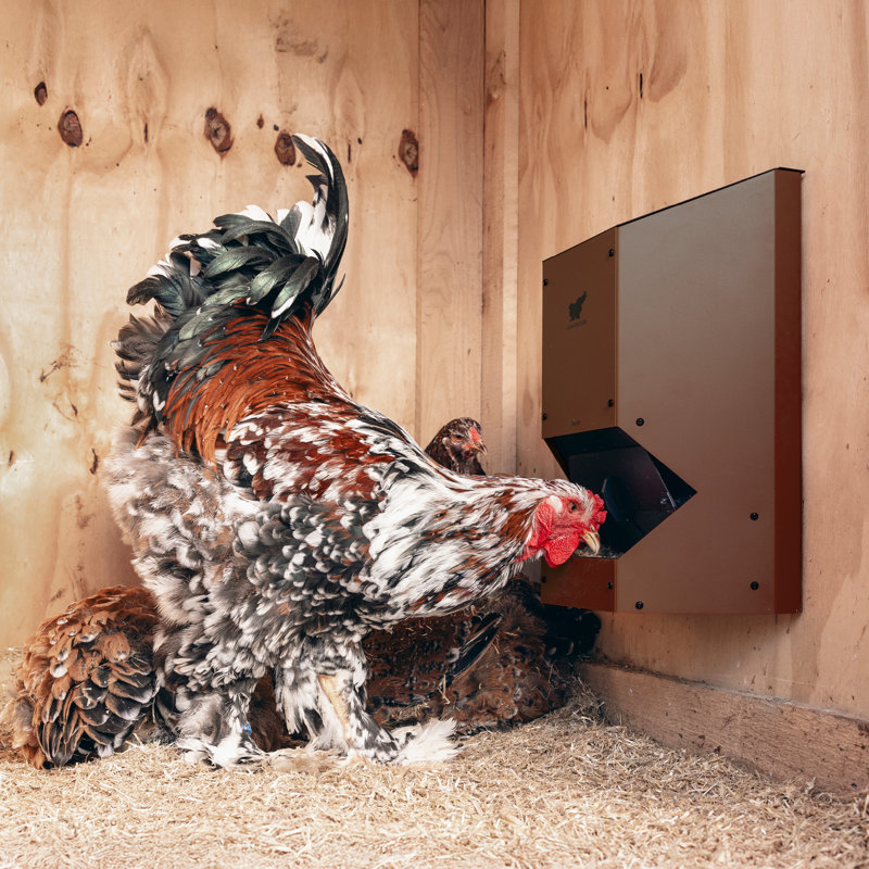 Feeder F80 (Brown) - Automatic Chicken Feeder