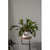 Canella Self-Watering Ceramic Pot Planter
