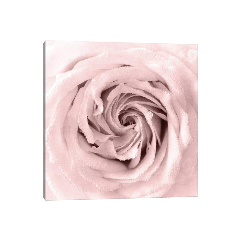 Rose Center I by Kimberly Allen - Wrapped Canvas Print, 45.72 cm H x 45.72 cm W