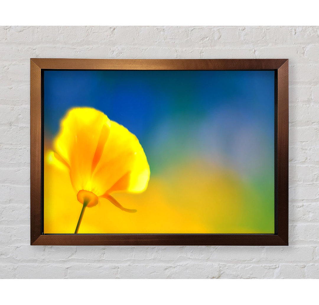 California Poppy Gelb - Einzelner Bilderrahmen Kunstdrucke