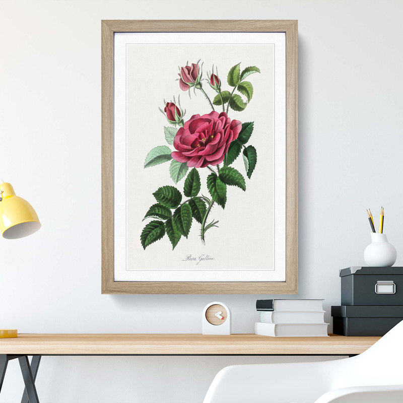 French Rose Illustration - Framed Print, 87cm H x 62cm W x 2cm D, Oak Framed