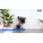 Mcquiston 33.5'' H Cat Tree-660679700
