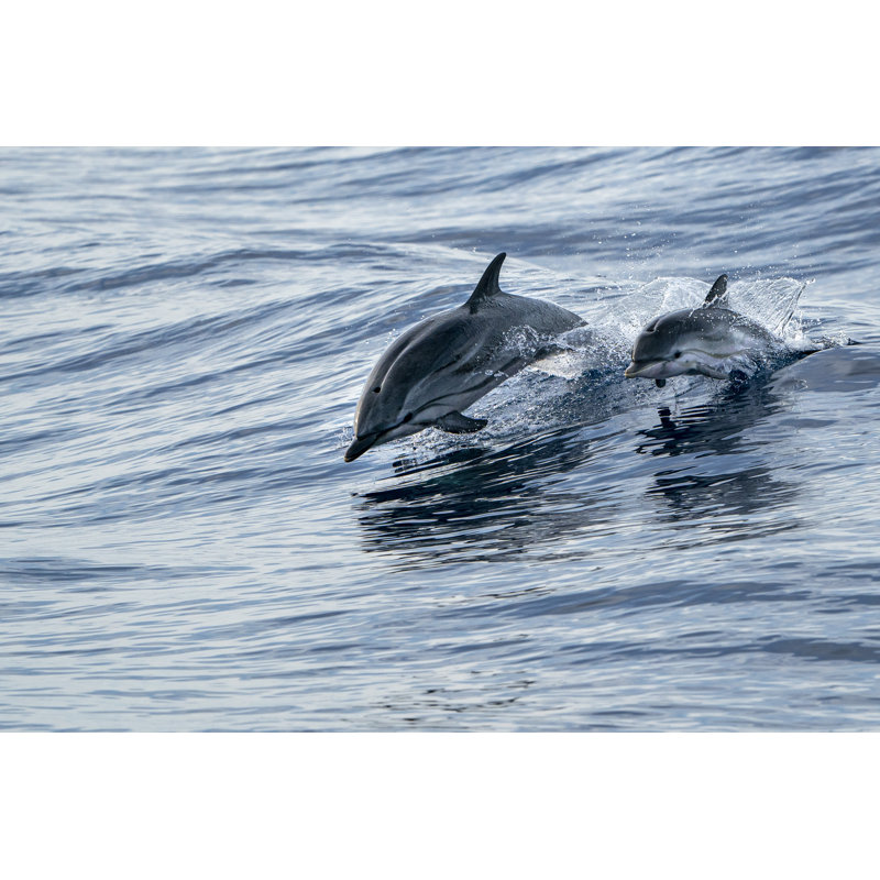 Mother And Calf Dolphins by Izanbar - Wrapped Canvas Print, 30cm H x 46cm W