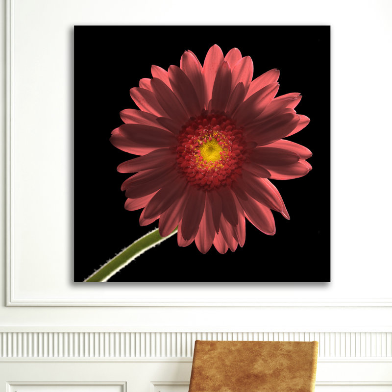 Gerber Daisy 1 by Barry Seidman - Wrapped Canvas Print, 46cm H x 46cm W x 4cm D