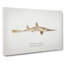 Illustration of a Shortnose Sawshark by F.E. Clarke - Wrapped Canvas-55359428
