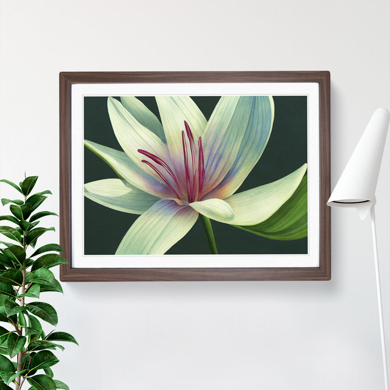 Dashing Lily Flower - Framed Print, 46cm H x 64cm W x 2cm D, Walnut