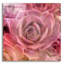 «Succulents 04» par Lightbox Journal-844236445