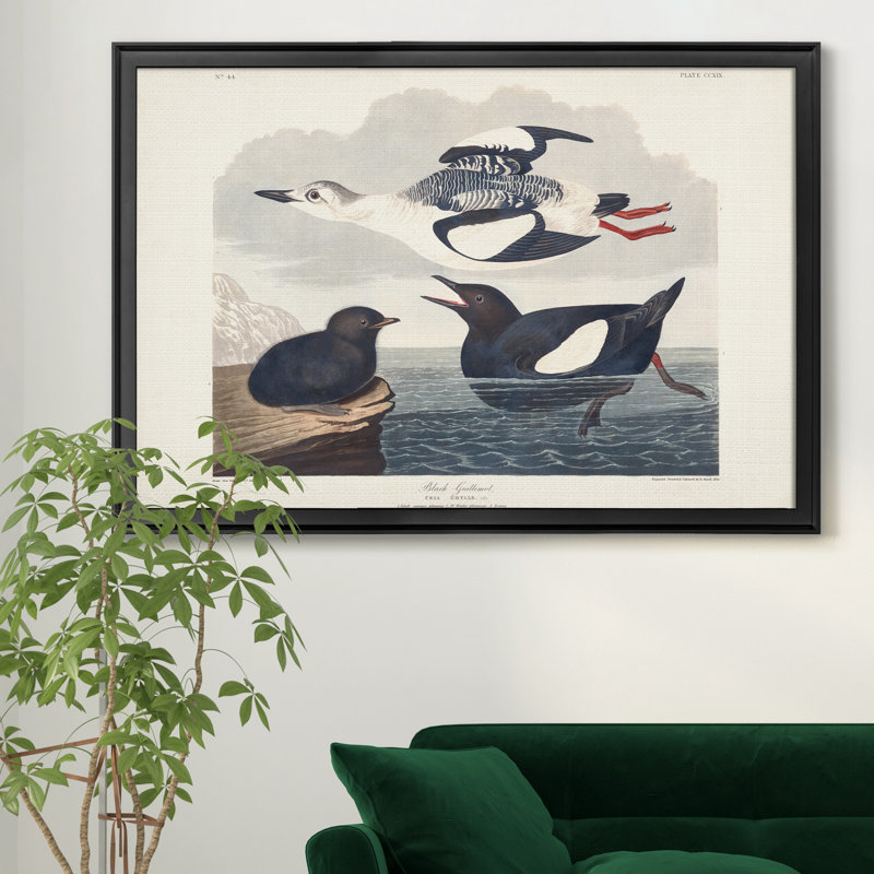 «Black Gillemot» - reproduction de photo encadrée sur toile, Noir, H 18,5 po x l 24,5 po x P 1,5 po
