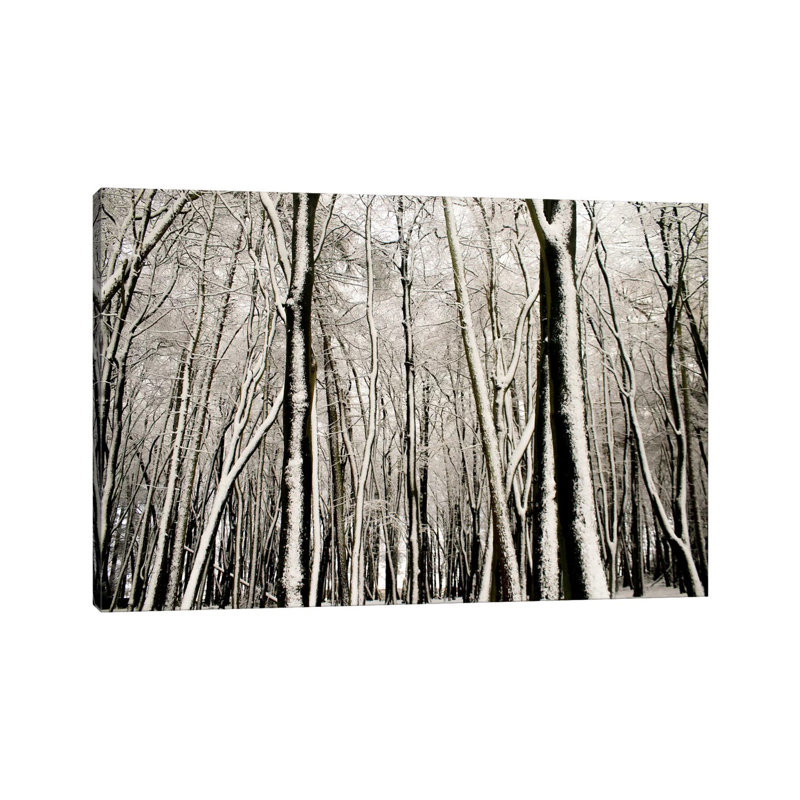 Snow Covered Trees by Alyson Fennell - Wrapped Canvas Print, 101.6 cm H x 66.04 cm W x 1.91 cm D