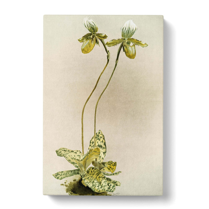 Magnolia Flowers Illustration Tab.23 by Frederick Sander - Wrapped Canvas Print, 91cm H x 60cm W x 3cm D