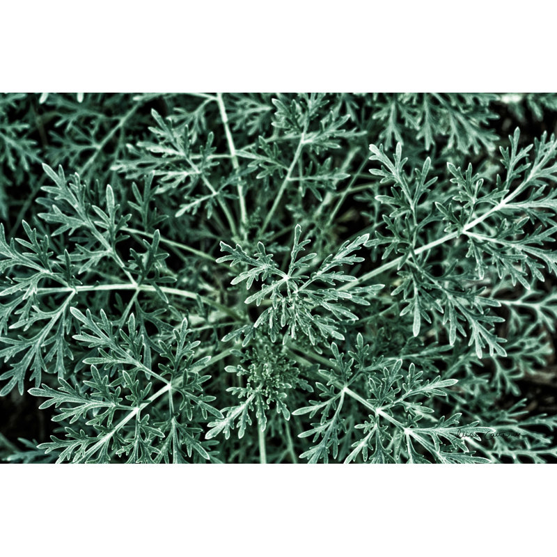 Gros plan sur la verdure, H 24 po x l 36 po, Non, Toile tendue