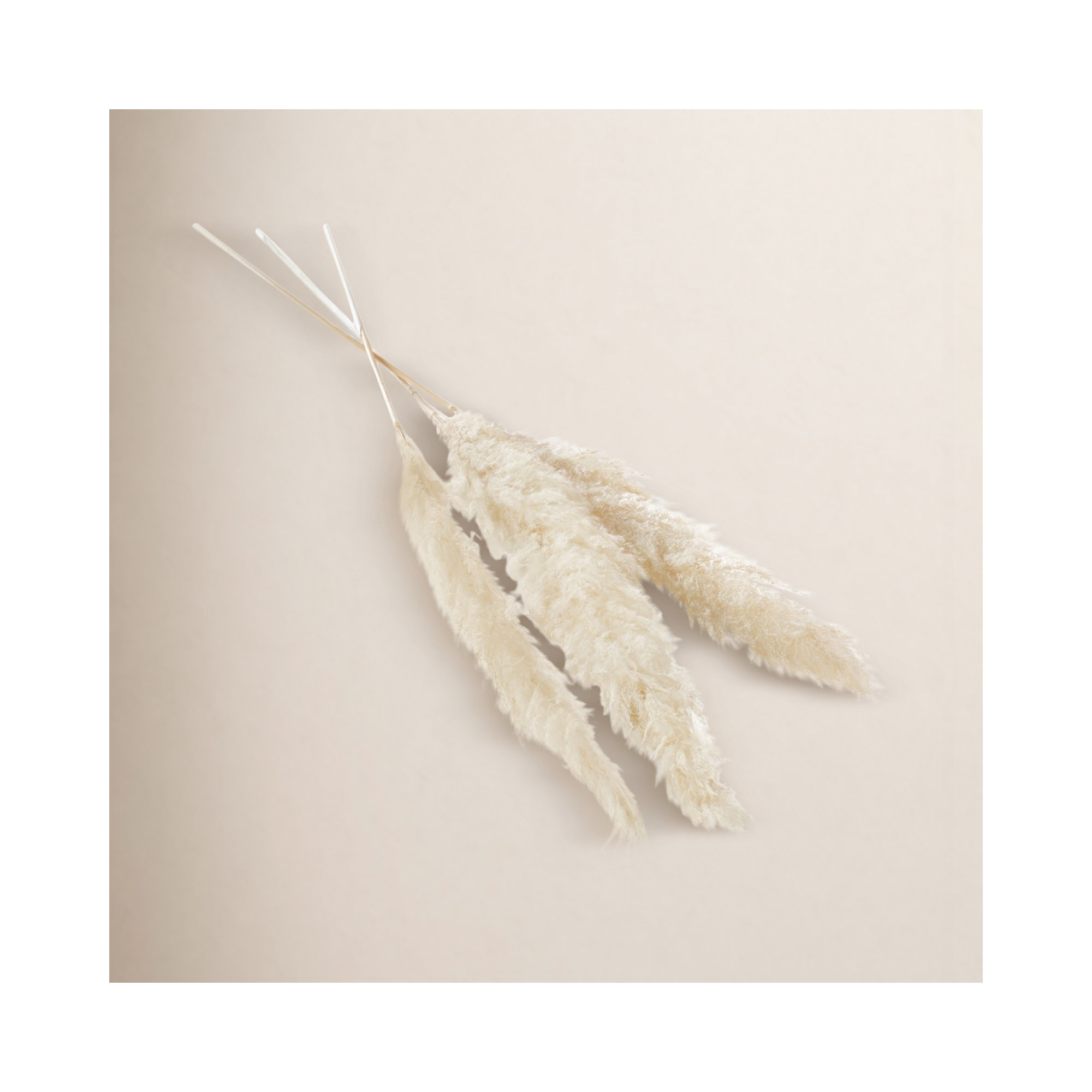 Pampas Grass Mixed Stem, White
