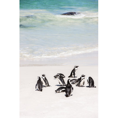 Colonie de pingouins d'Afrique à la plage, Le Cap, par Mlenny