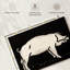 Cochon 1923-384468219