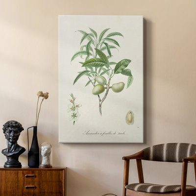 Amande antique botanique II - galerie Cavas sur mesure