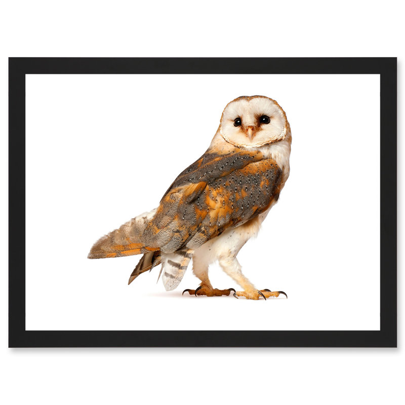 Barn Owl Alba Bird Of Prey - Single Picture Frame Print