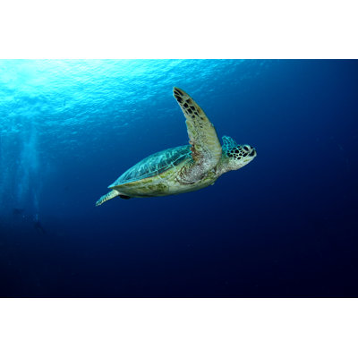 Turtle by Mekoo - Wrapped Canvas Print