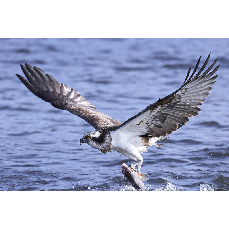Osprey by Denja1 - Wrapped Canvas Print, 51cm H x 76cm W