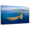 Gillard Molokini Crater Island
