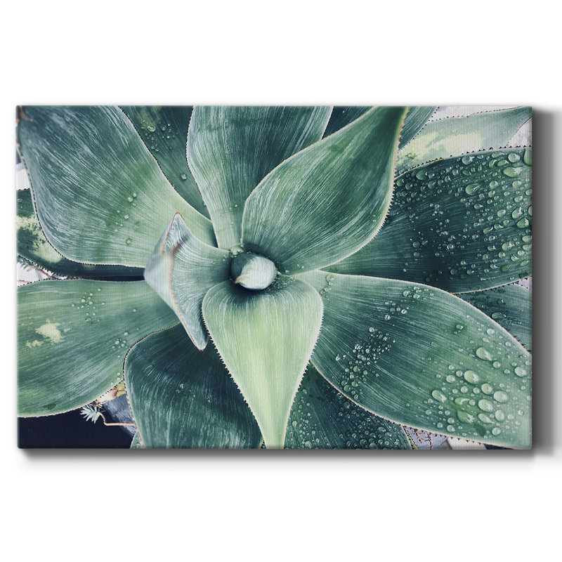 «Green Tropical Succulent», reproduction d'art sur toile tendue, L 18 po x H 12 po
