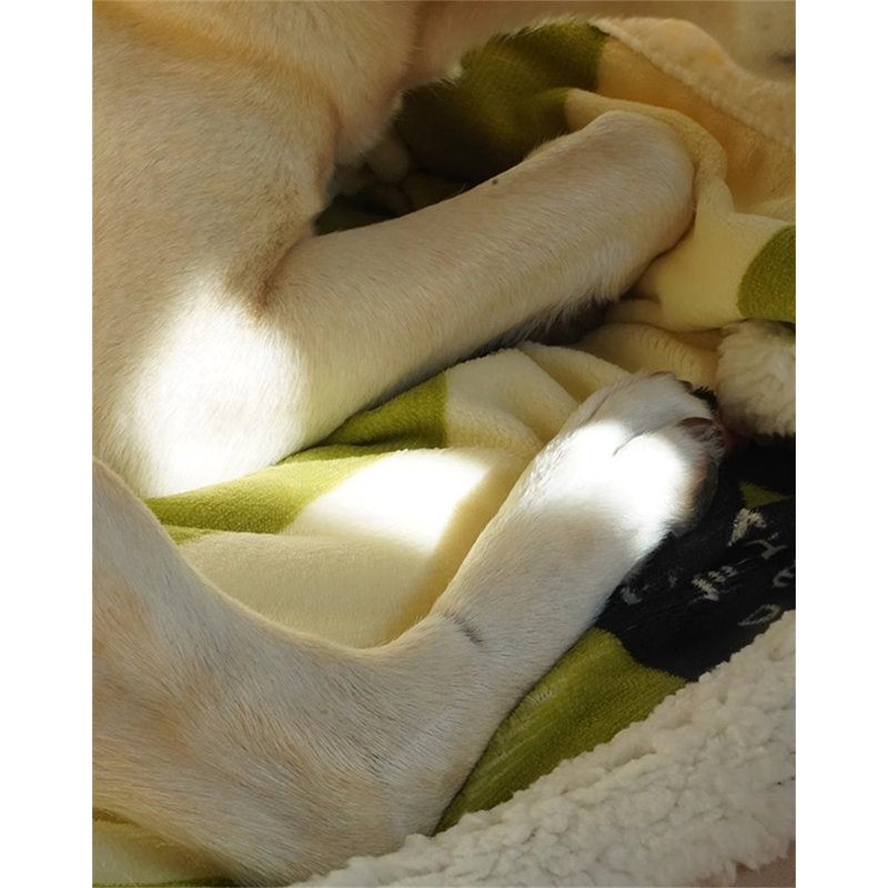 Pet Blanket