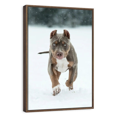 Pit Bull On Snow