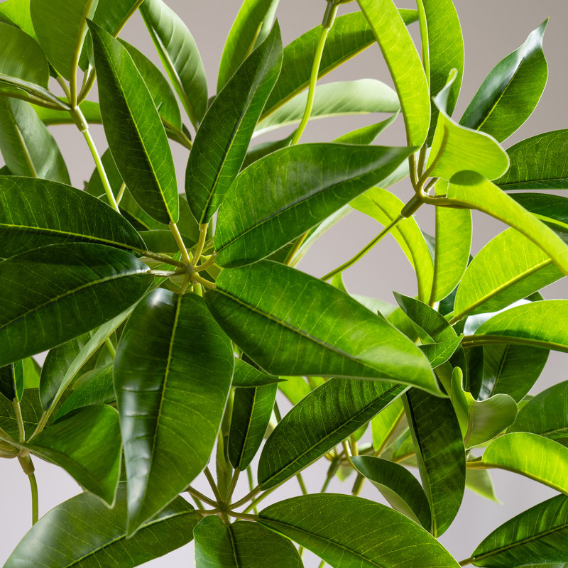 60cm Faux Real Touch Schefflera / Umbrella Plant in White Pot