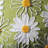  Daisy Flowers Square Pillow Cover & Inserts
