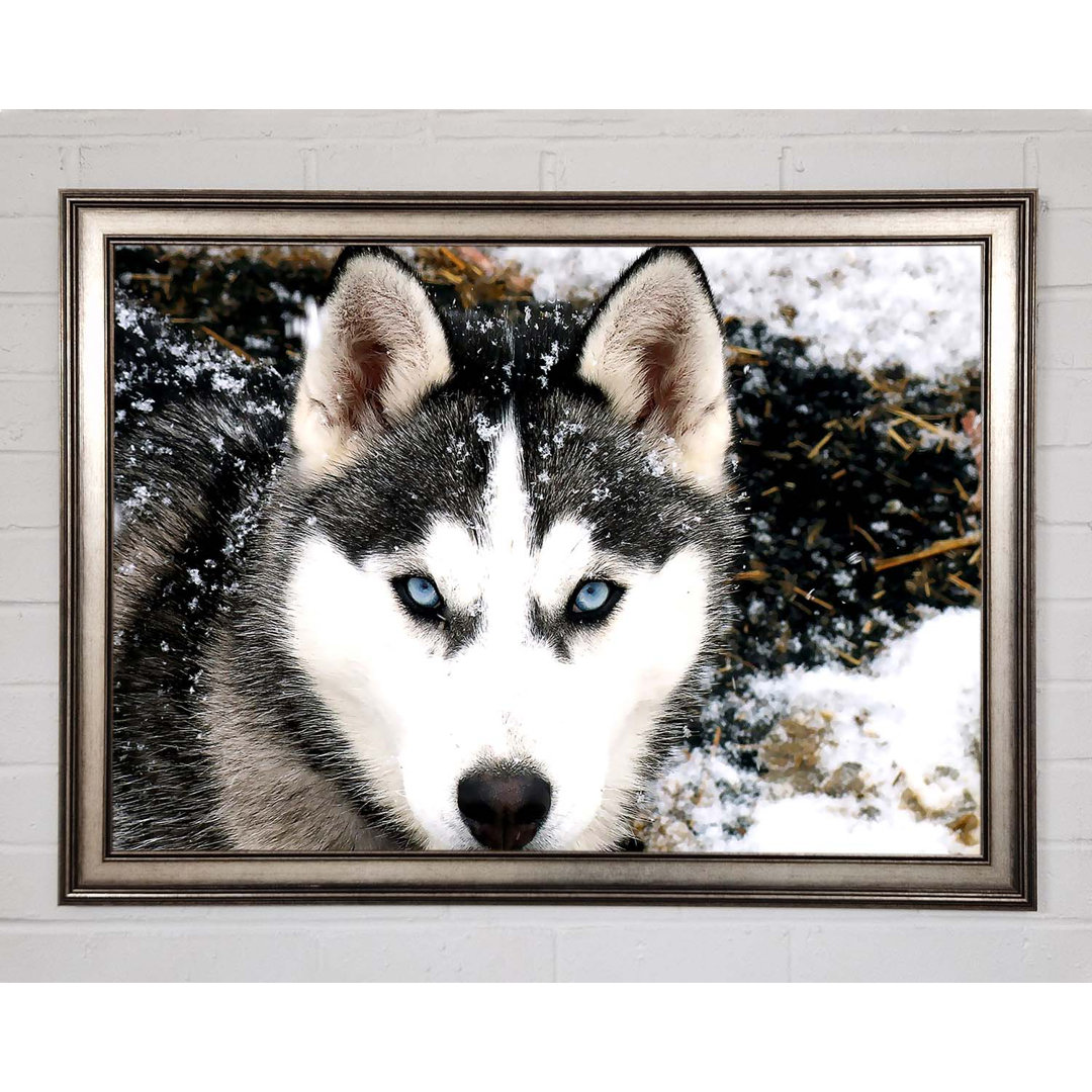 Siberian Husky Wolf - Einzelner Bilderrahmen Kunstdrucke