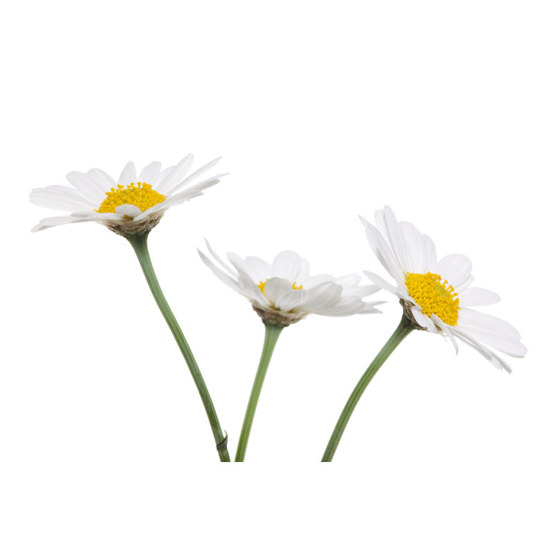 Trois marguerites isolées par Sbayram, H 12 po x l 18 po