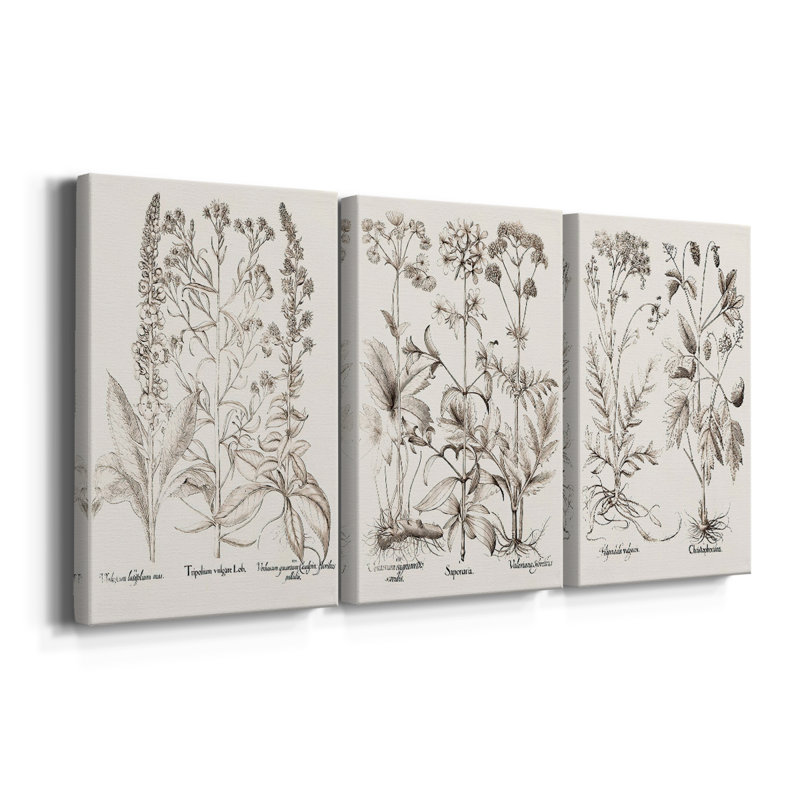 Sépia Besler Botanicals 9 - Toile tendue sur mesure - 3 pièces, H 18 po x l 36 po