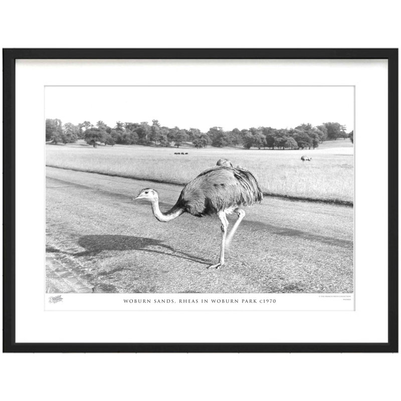 Woburn Sands, Rheas In Woburn Park C1970 by Francis Frith - Single Picture Frame Print, 45cm H x 60cm W x 2.3cm D