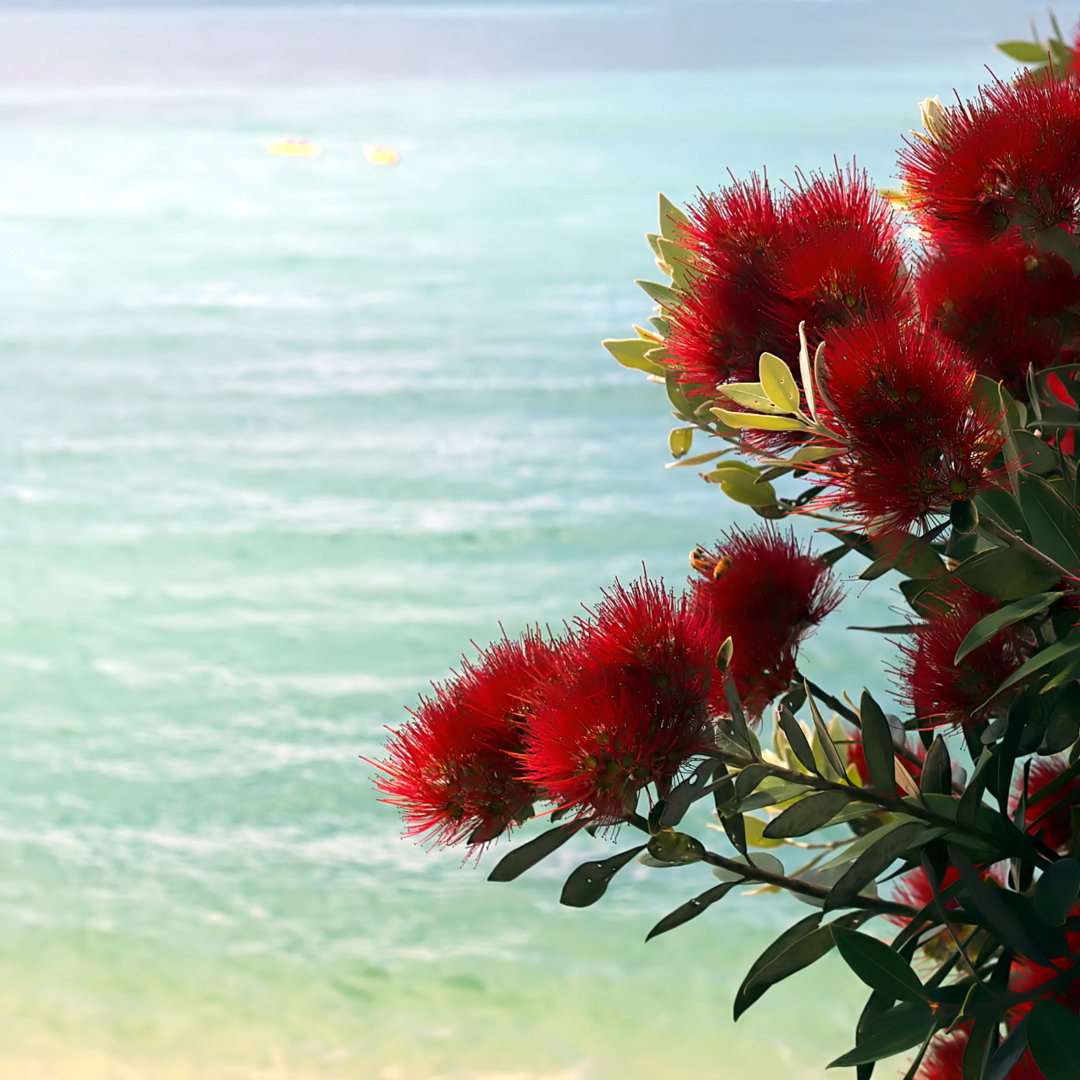 Neuseeländisch pohutukawa