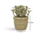 14cm Plant