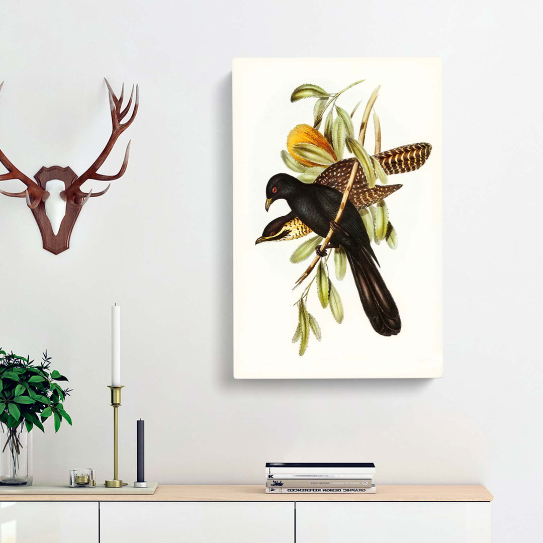 Flinders Cuckoo by Elizabeth Gould - Wrapped Canvas