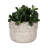 Planter Pottery Terracotta Raised-Dot Textured Rim Sculpted Detailing Handcrafted Design Rustic Decorative Accent Planter Pot Ideal for Indoor Outdoor Decor and Botanical Display Spaces-1420647876