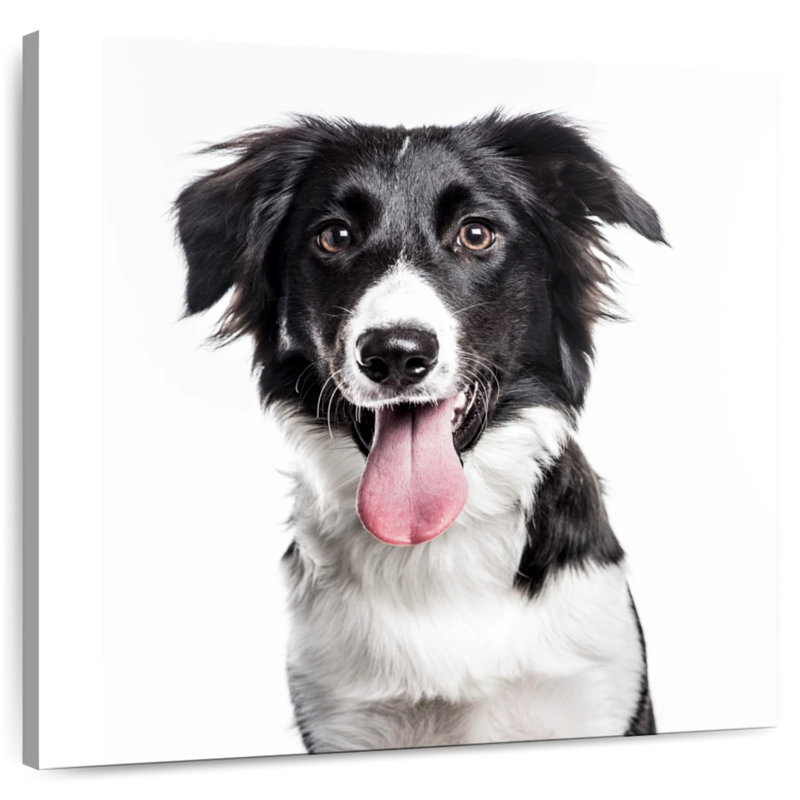 Border Collie, H 10 po x l 10 po