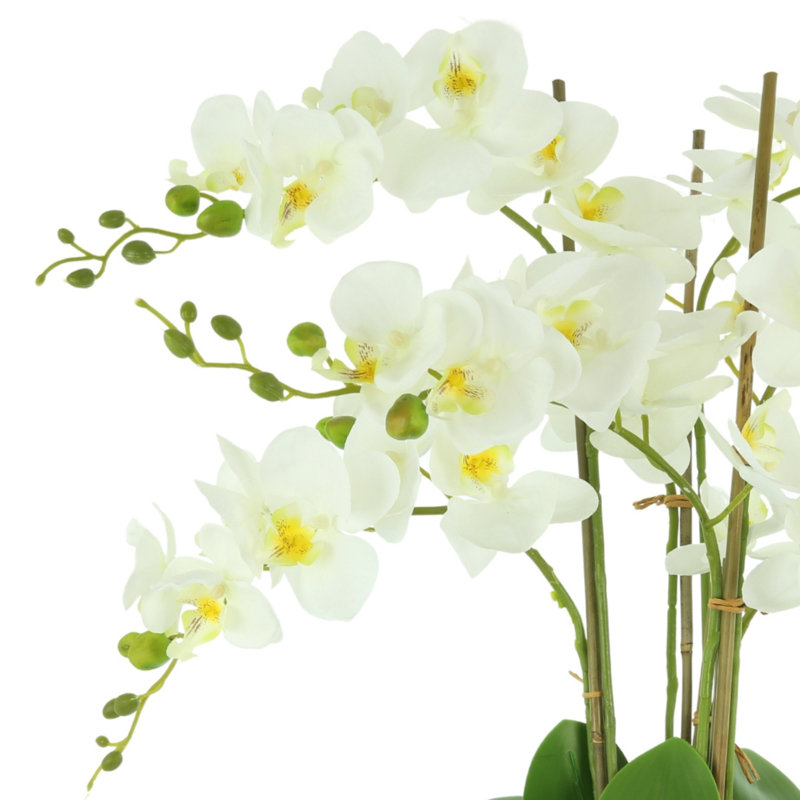 Orchid Floral Arrangement in Vase