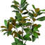 Arbre de magnolia d'extérieur 5,5 pi classé UV dans un pot en fibre de pierre