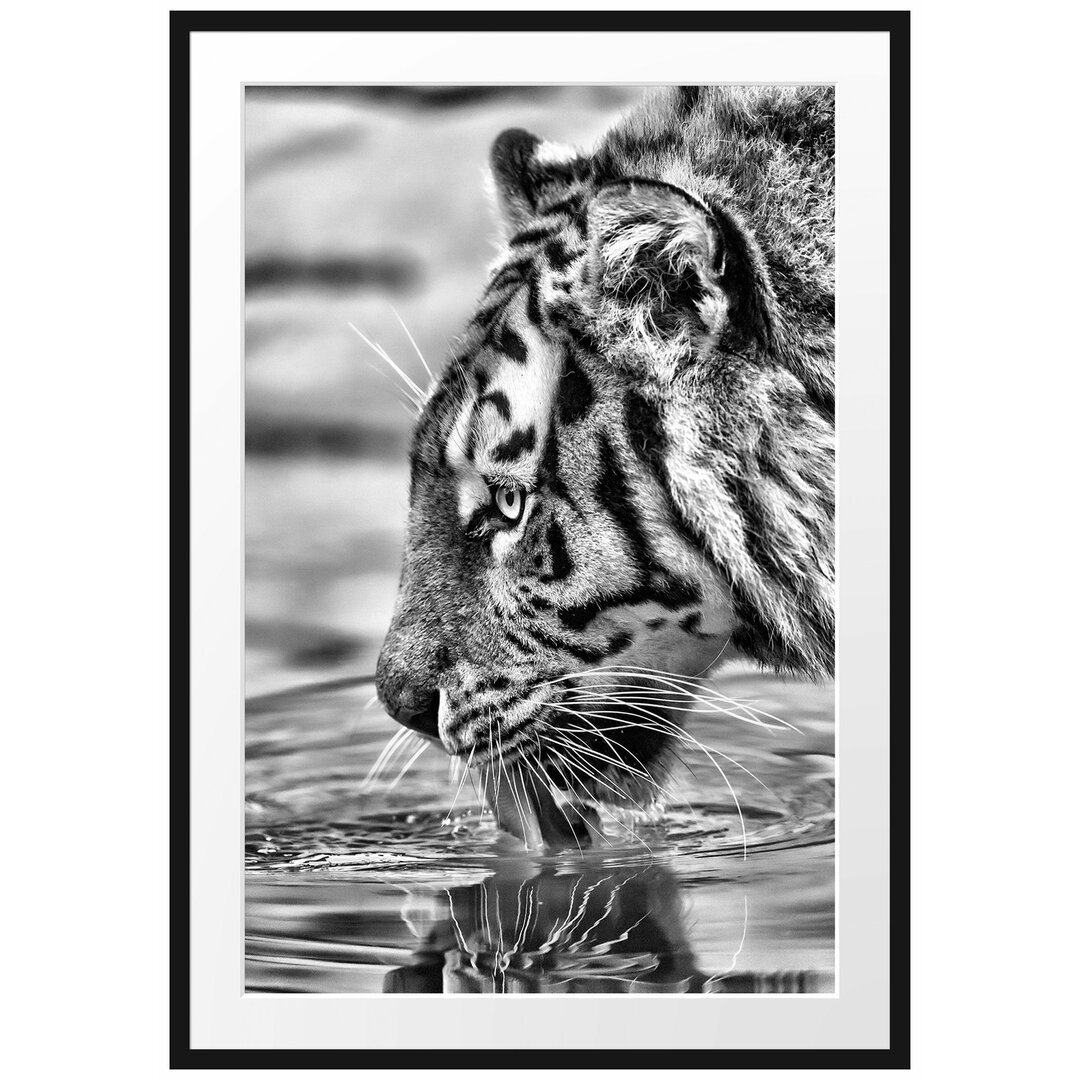 Gerahmtes Poster Tiger am Wasserloch