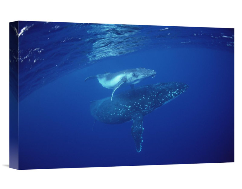 " Humpback Whale Mother And Calf Underwater, Tonga ", 12" H x 18" W x 1.5" D, Wrapped Canvas
