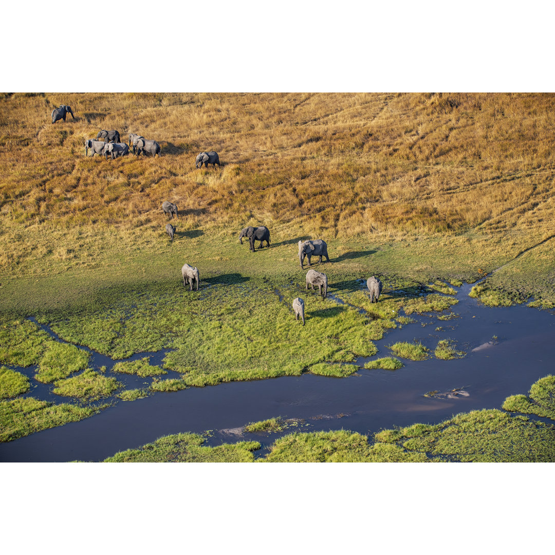 Luftaufnahme von Elefanten, Okavango Delta, Botswana, Afrika von Guenterguni - Druck auf Leinwand ohne Rahmen