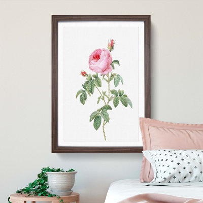 The Pink Cabbage Rose by Pierre-Joseph Redoute - Picture Frame Painting Print