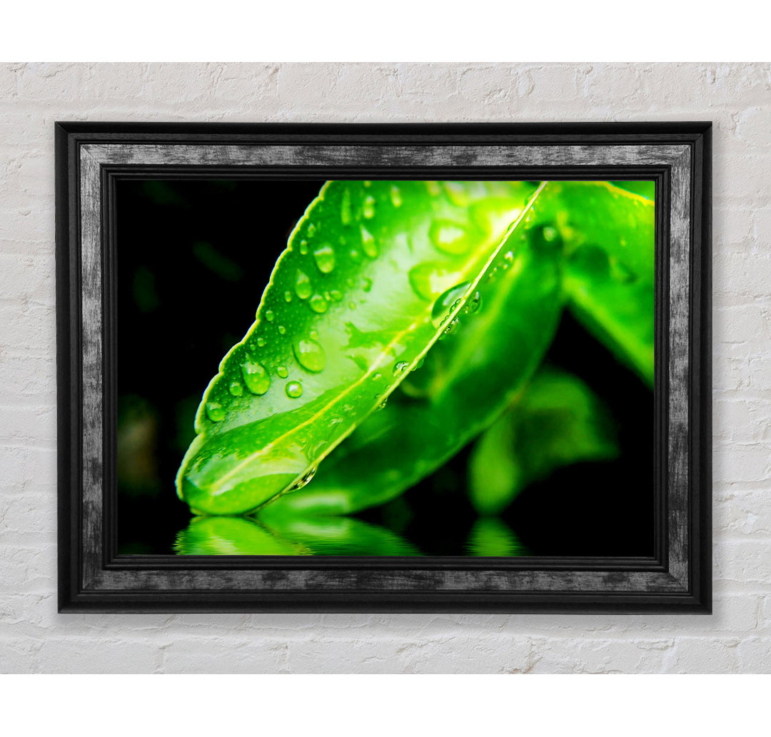 Green Leaf Reflection - Einzelner Bilderrahmen Kunstdrucke