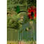 Parvez Taj - Wrapped Canvas Print-16672796