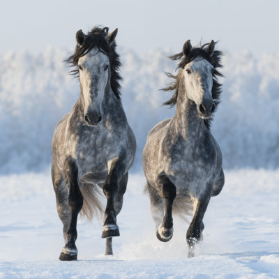 "Chevaux espagnol" par Abramova_Kseniya - Photographie sur toile tendue