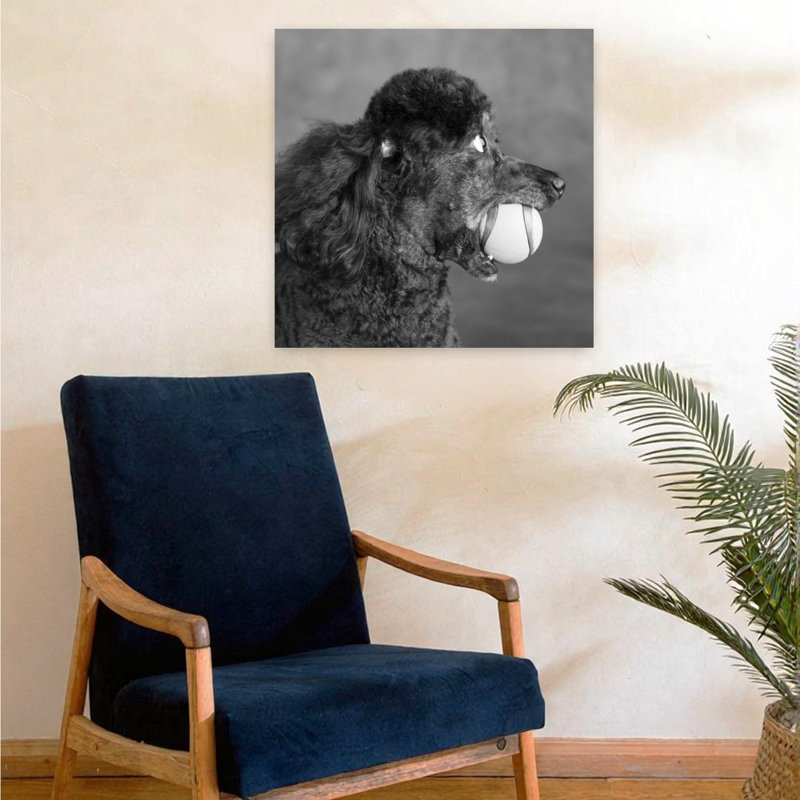 Portrait Of A Mini Poodle Dog Contemporary Dog Wall Art, H 24 po x l 24 po