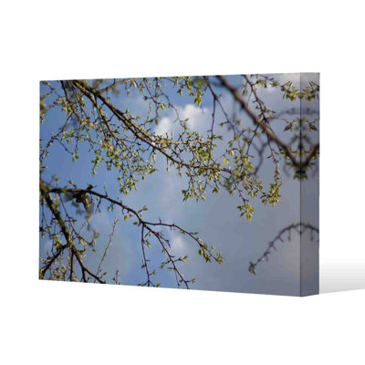 Tree Branches And Sky by Andrew Lee - Wrapped Canvas Print